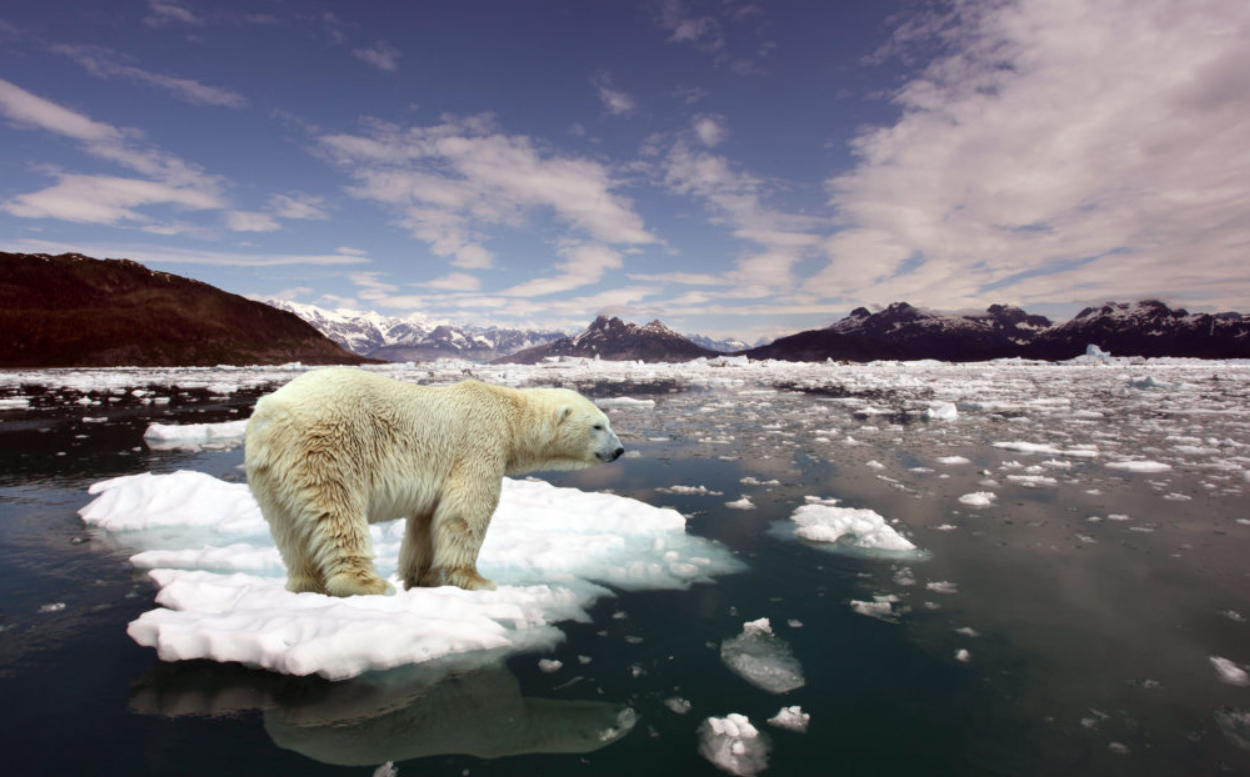 Consequences of global warming on wildlife. Polar bears