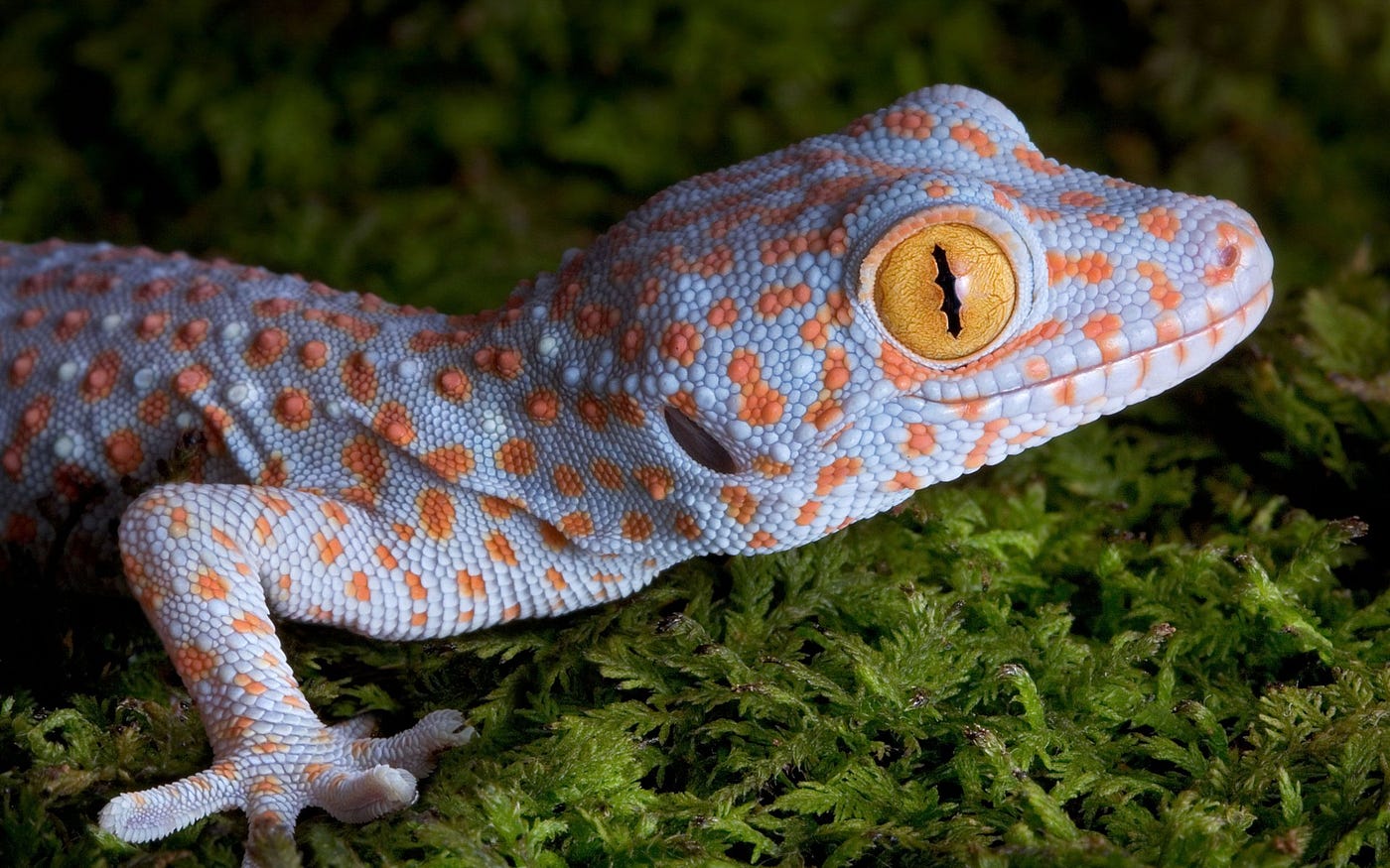 The Secret Superpowers of Geckos Nobody Talks About