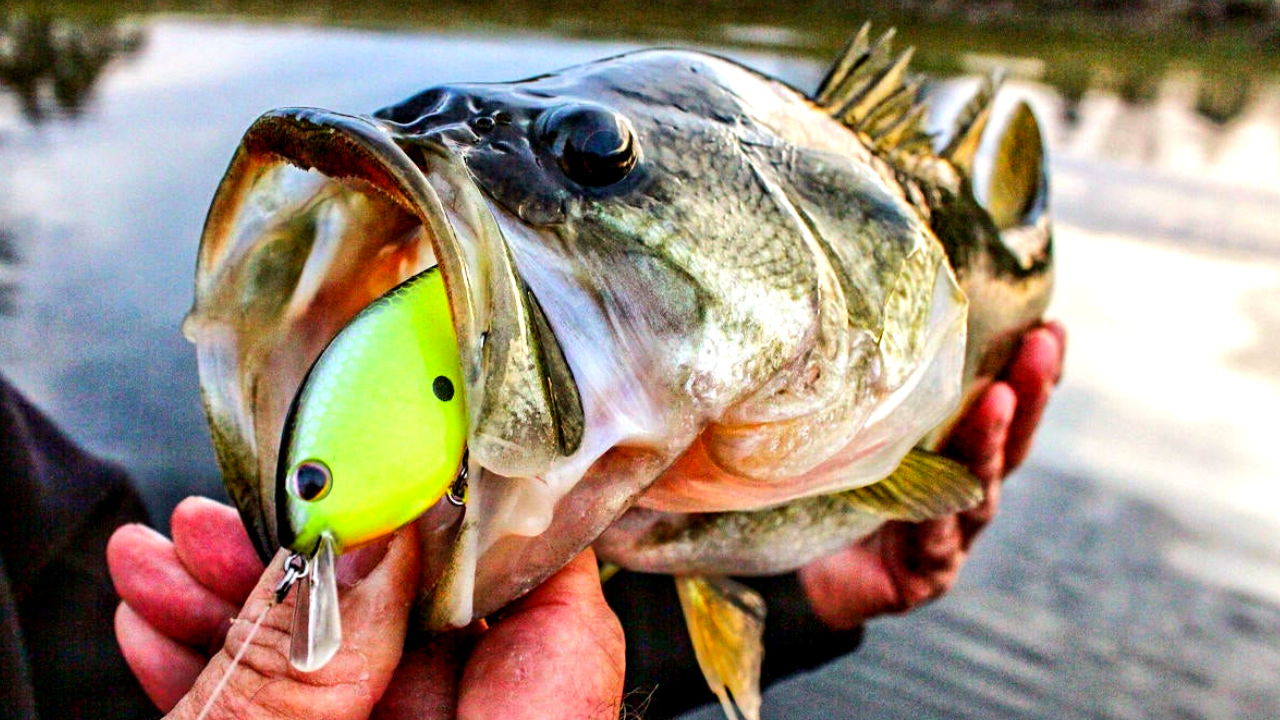 The Top 4 Fishing Lures For Bass In 2022 – Plusinno