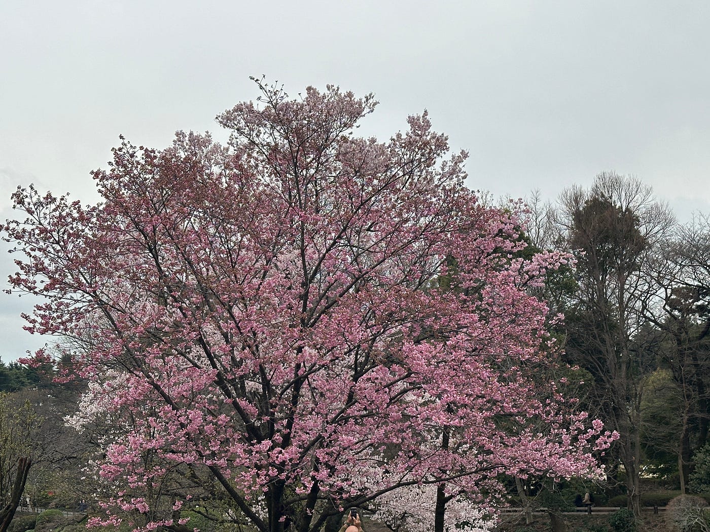 Blossoming tree in Tokyo