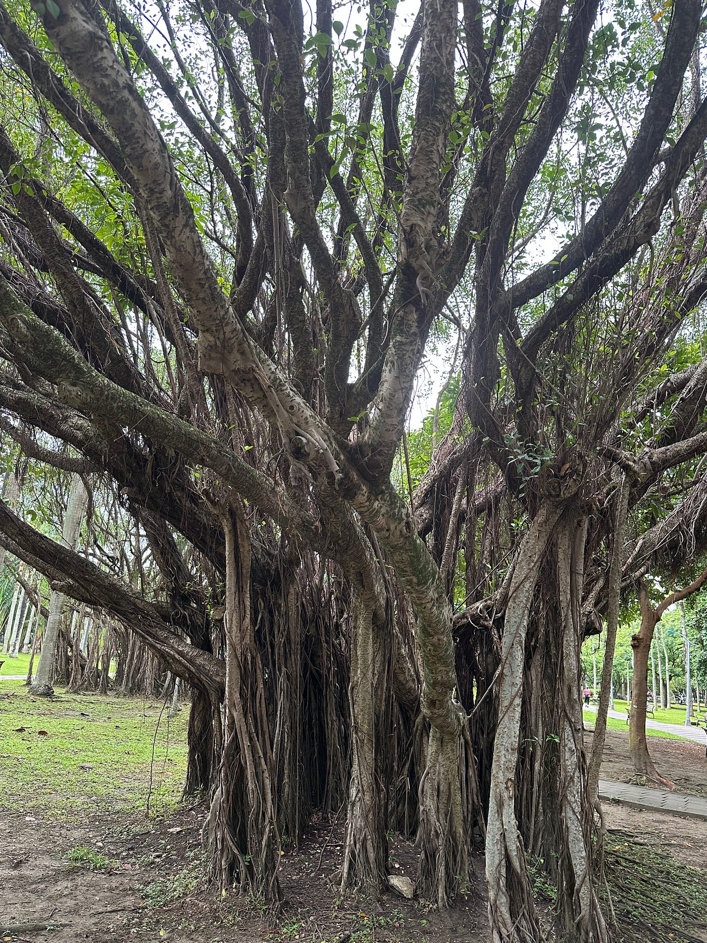 After Publishing My Kenmun Picture Book, I Met a Banyan Tree Again in Taiwan