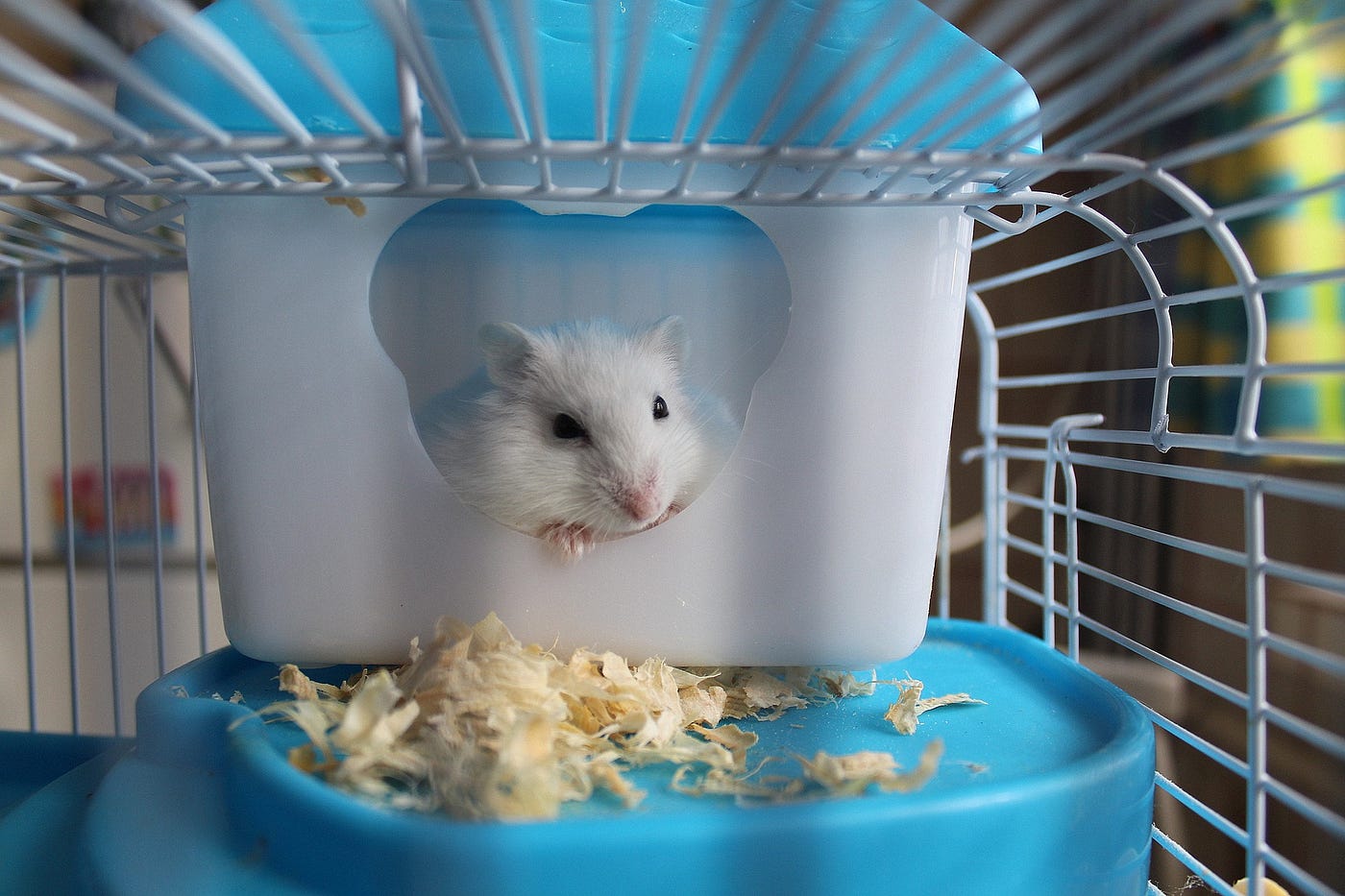 7 Reasons To Adopt A Hamster