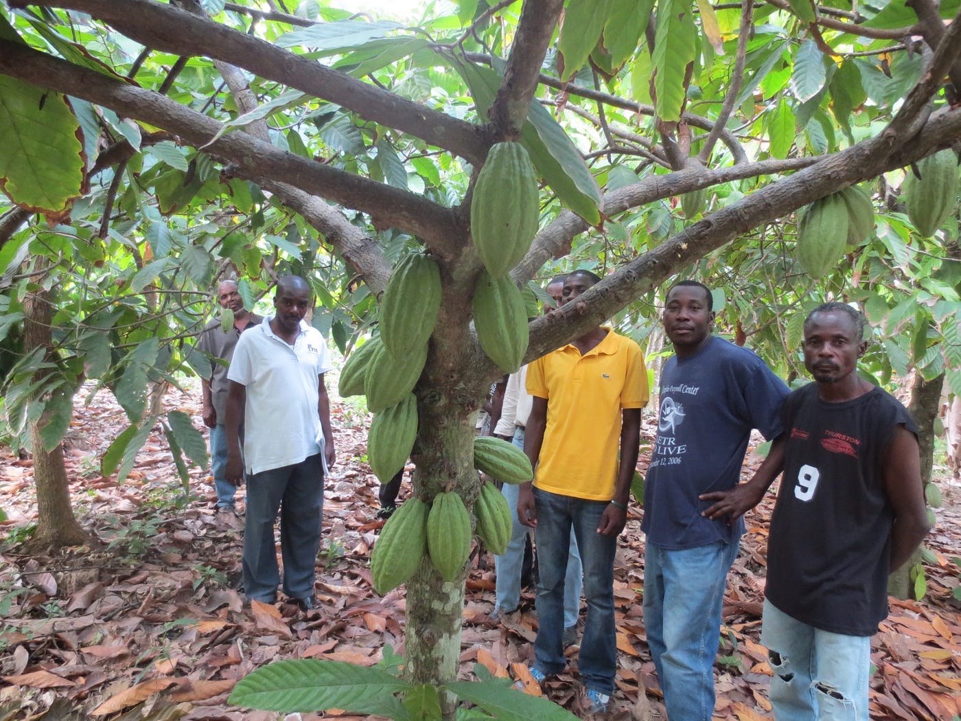 The Cacao Tree Is One of the Most Genetically Complex Crops on Earth — And Almost No One Knows It