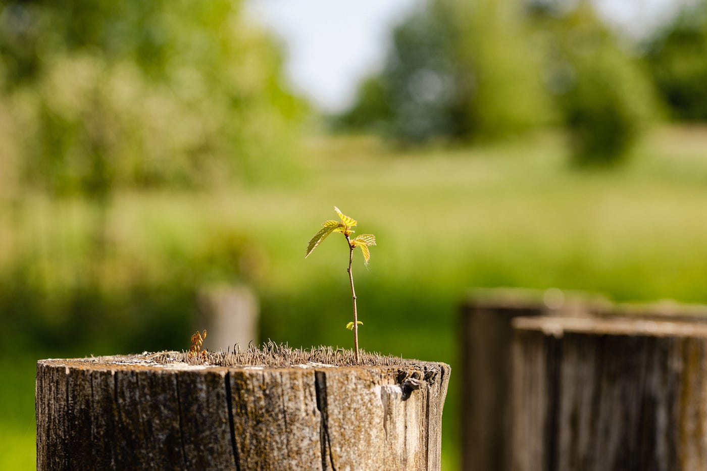 What is Regenerative Design?