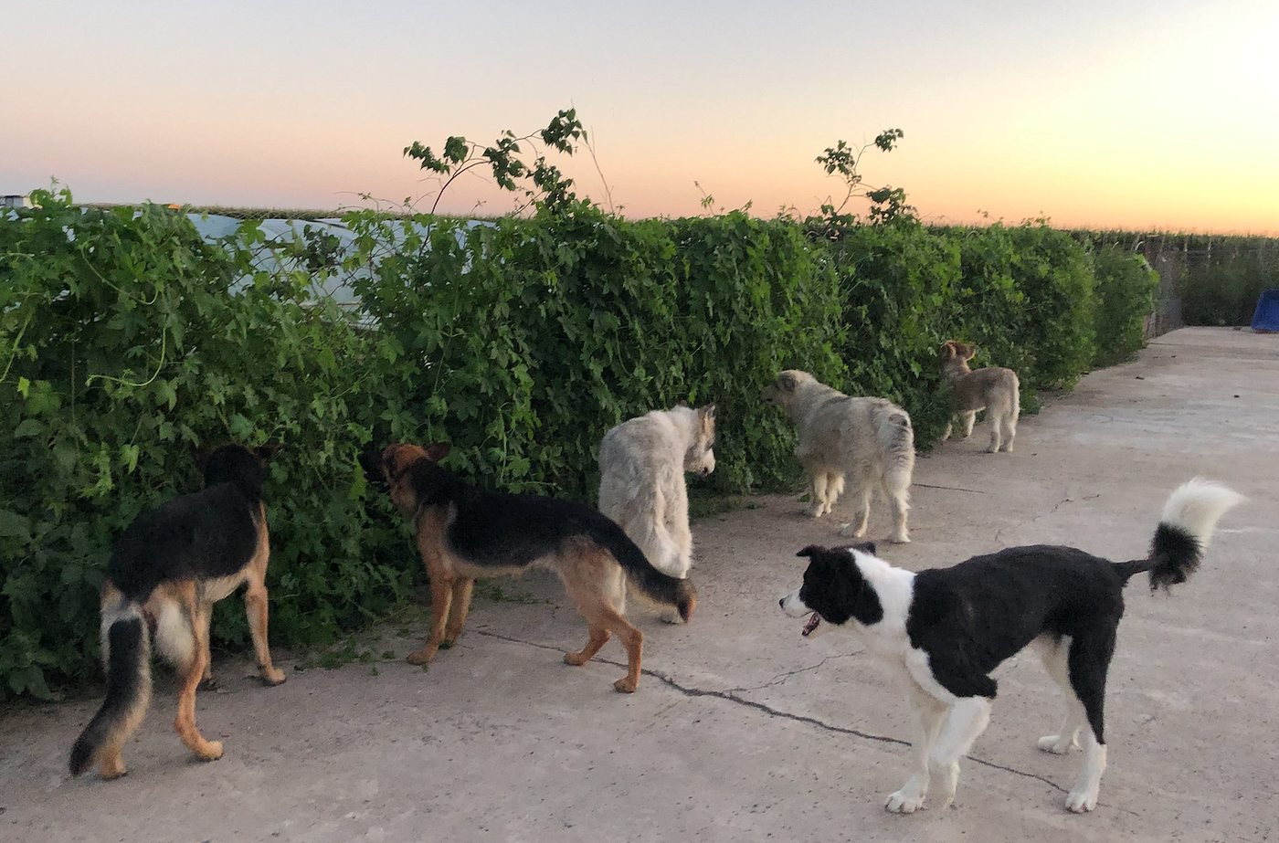 A Border Collie Settles into Farm Life: Jianguo’s Story