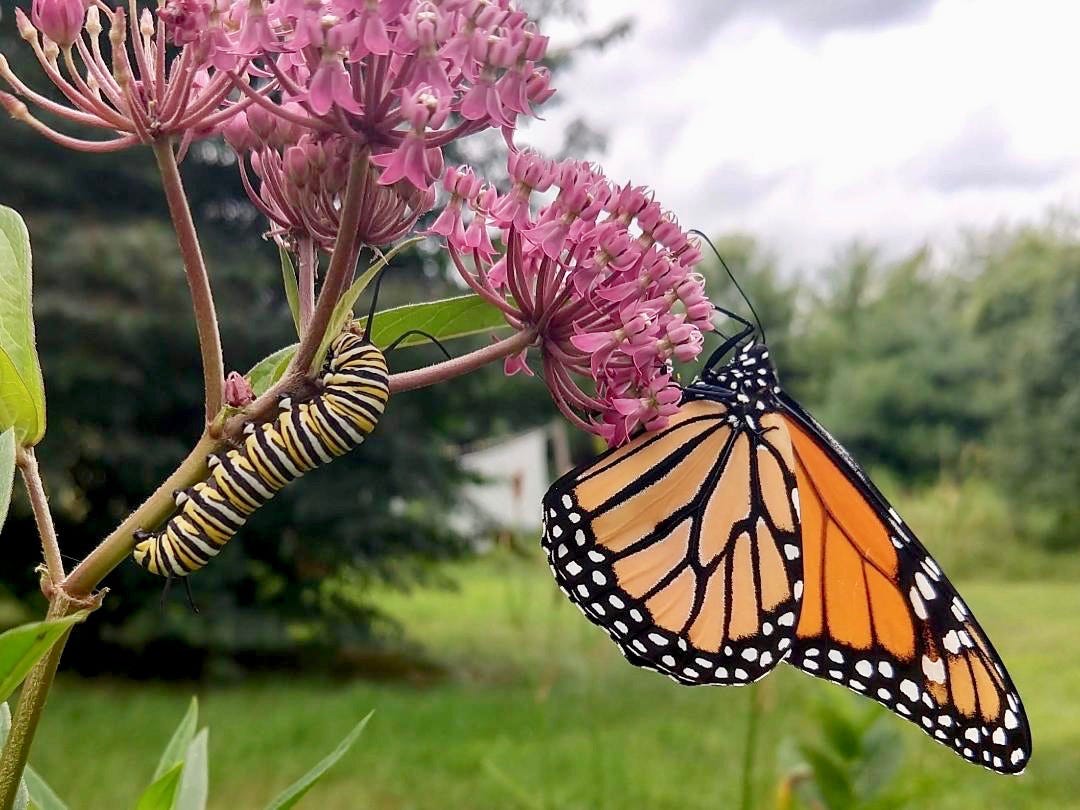 Meet Stretch - The Munching Machine Caterpillar! - Monarch Butterfly USA