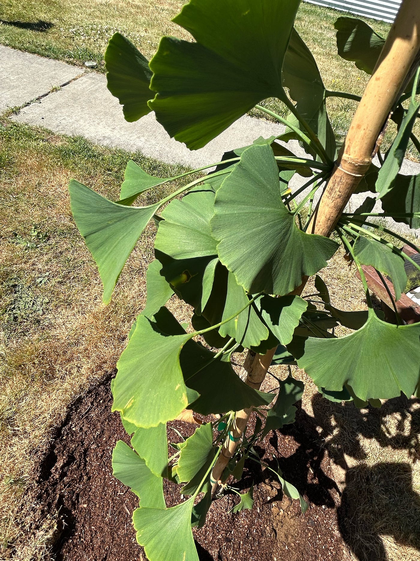 we can see this beautiful ginkgo from our window, author’s photo