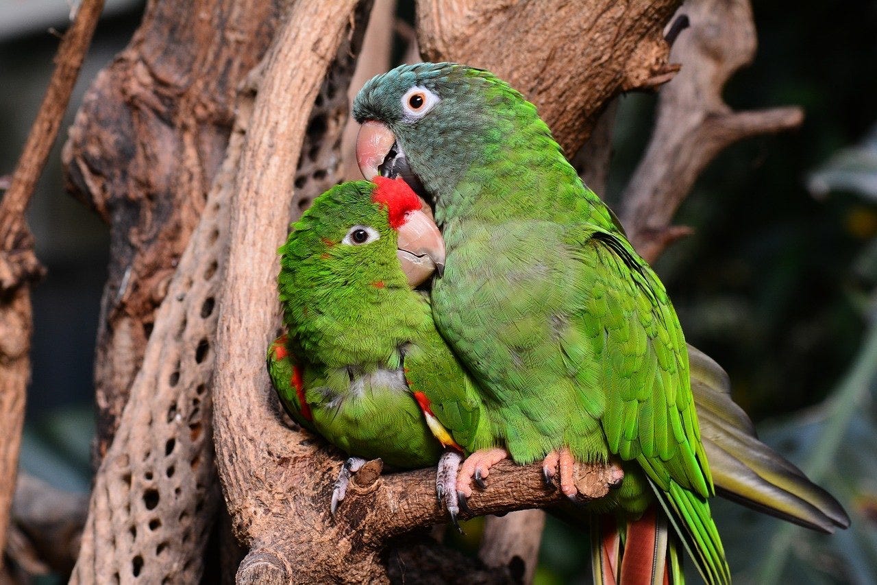 Chipper Parrots - Bird Toys and Supplies - Caring for Pet Parrots