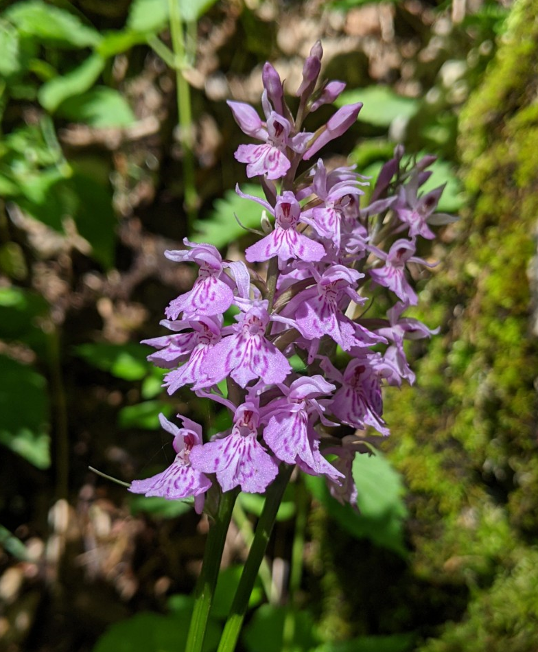 Flower-spotting hike up from Montreux + alpine garden + century