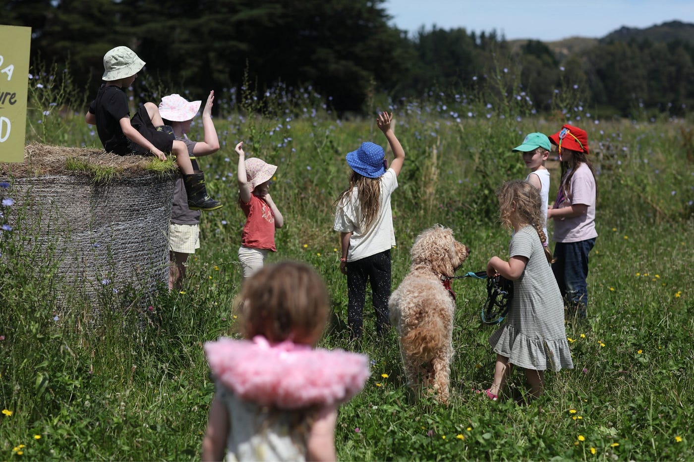 Learning With the Land: Why Earth School Aotearoa Exists