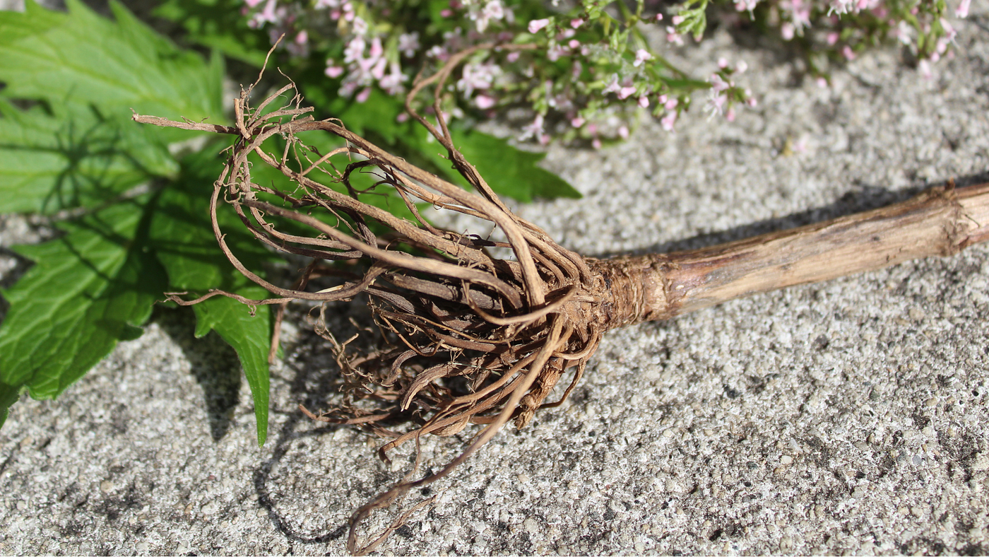 Combining Valerian Root and Hydroxyzine: Benefits and Precautions