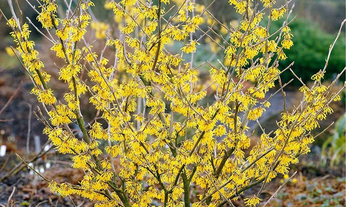 Witch Hazel (Hamamelis): Why This Traditional Plant Is Still Popular Today
