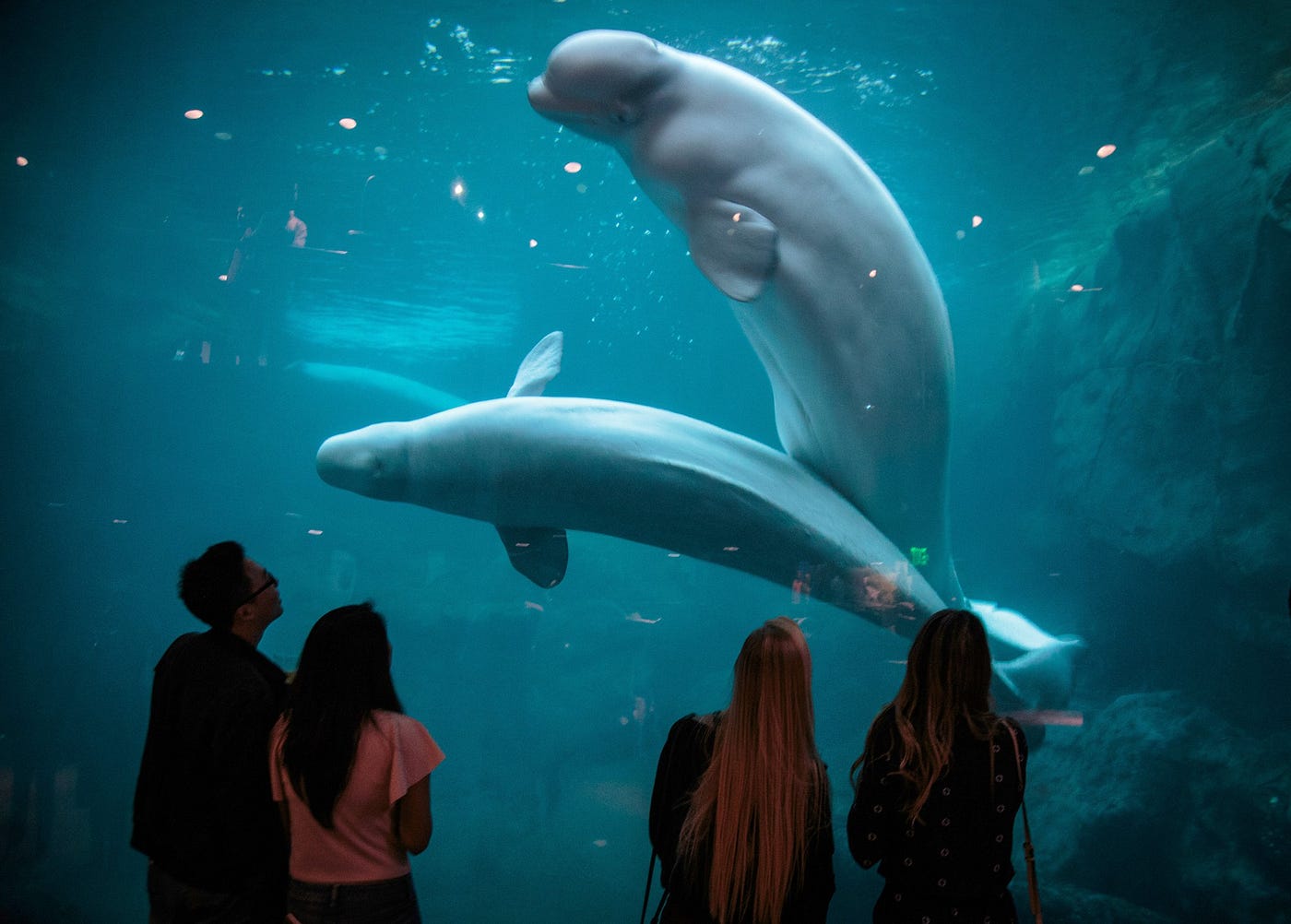 Do Any Aquariums Have Whales?. Aquariums are popular attractions