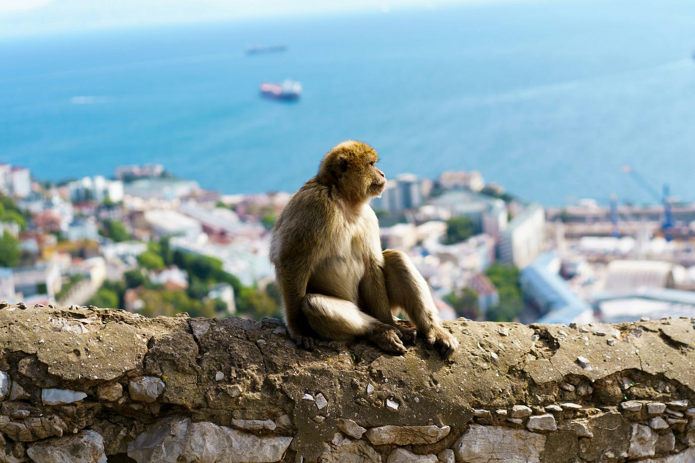 Gibraltar : votre guide complet pour découvrir le Rocher 🐒