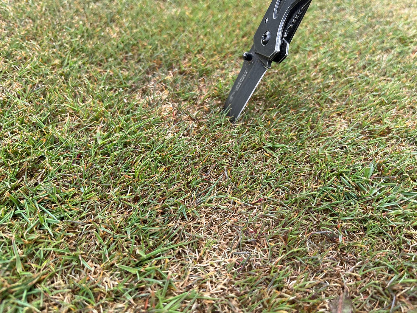 Why Mow Bentgrass Short: Expert Tips for Perfect Greens