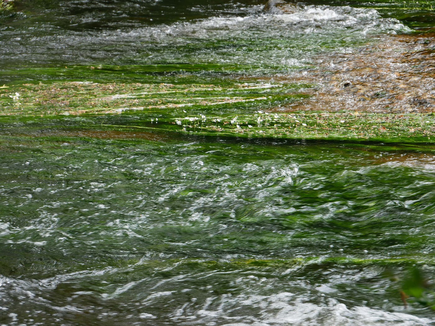 Fairies along the River