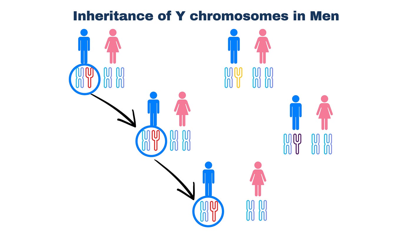 The exact copy of Y chromosome is inherited from father to the son