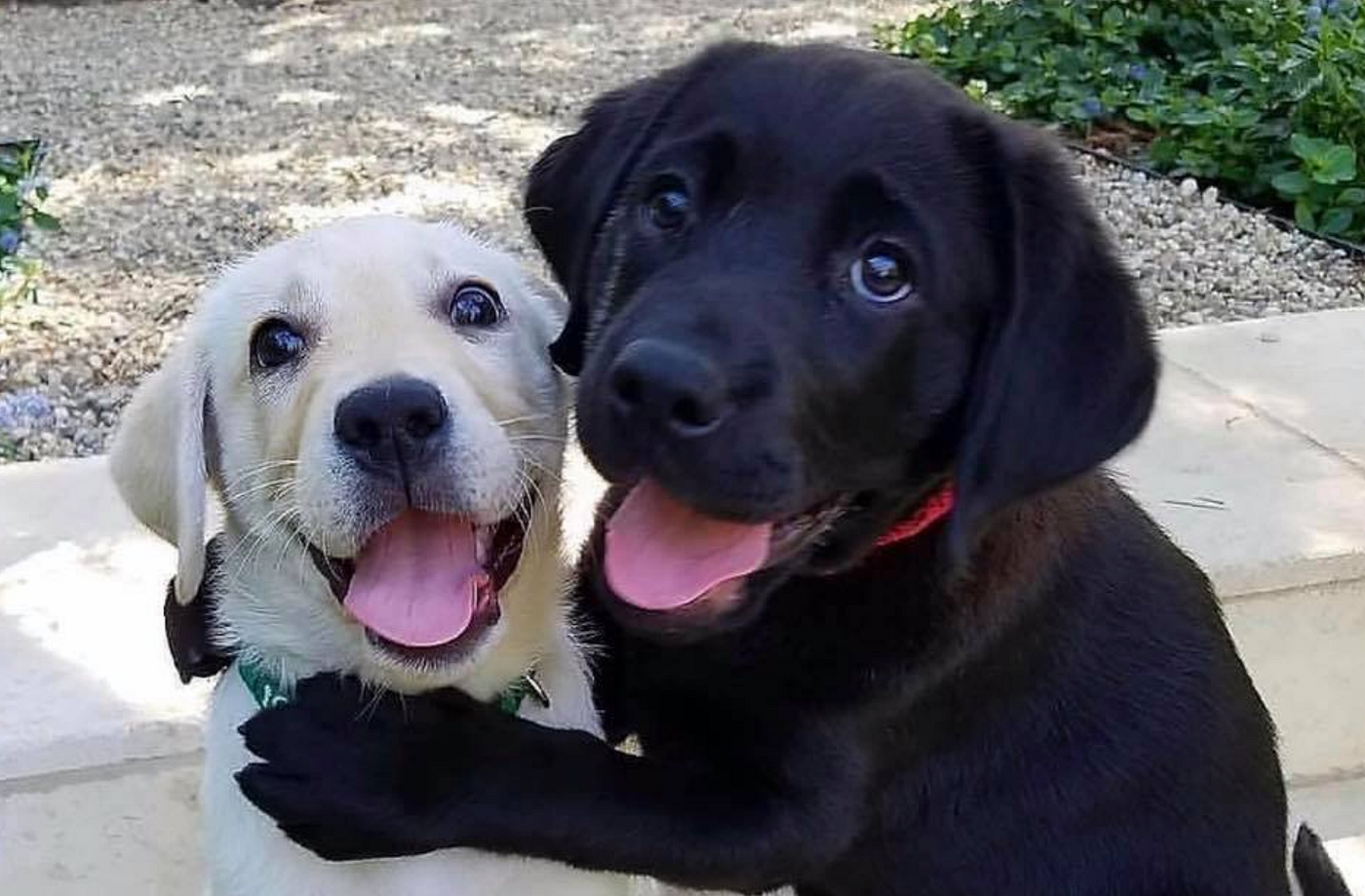 Ben & Jerry’s to Receive 2018 Dog Award