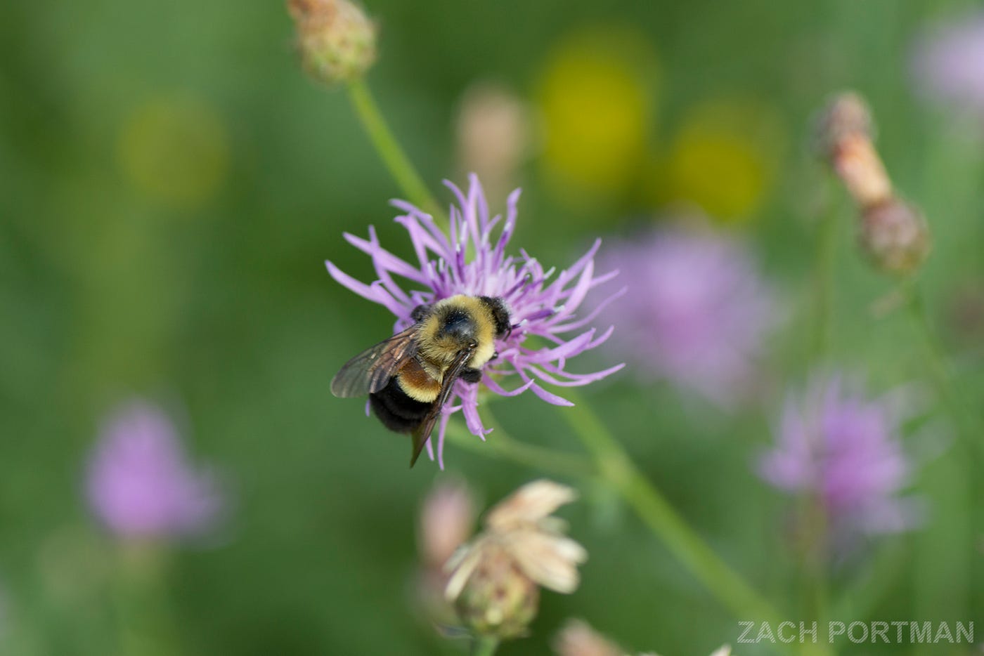 7 Plants to Attract Bumble Bees to the Garden - Minnesota State