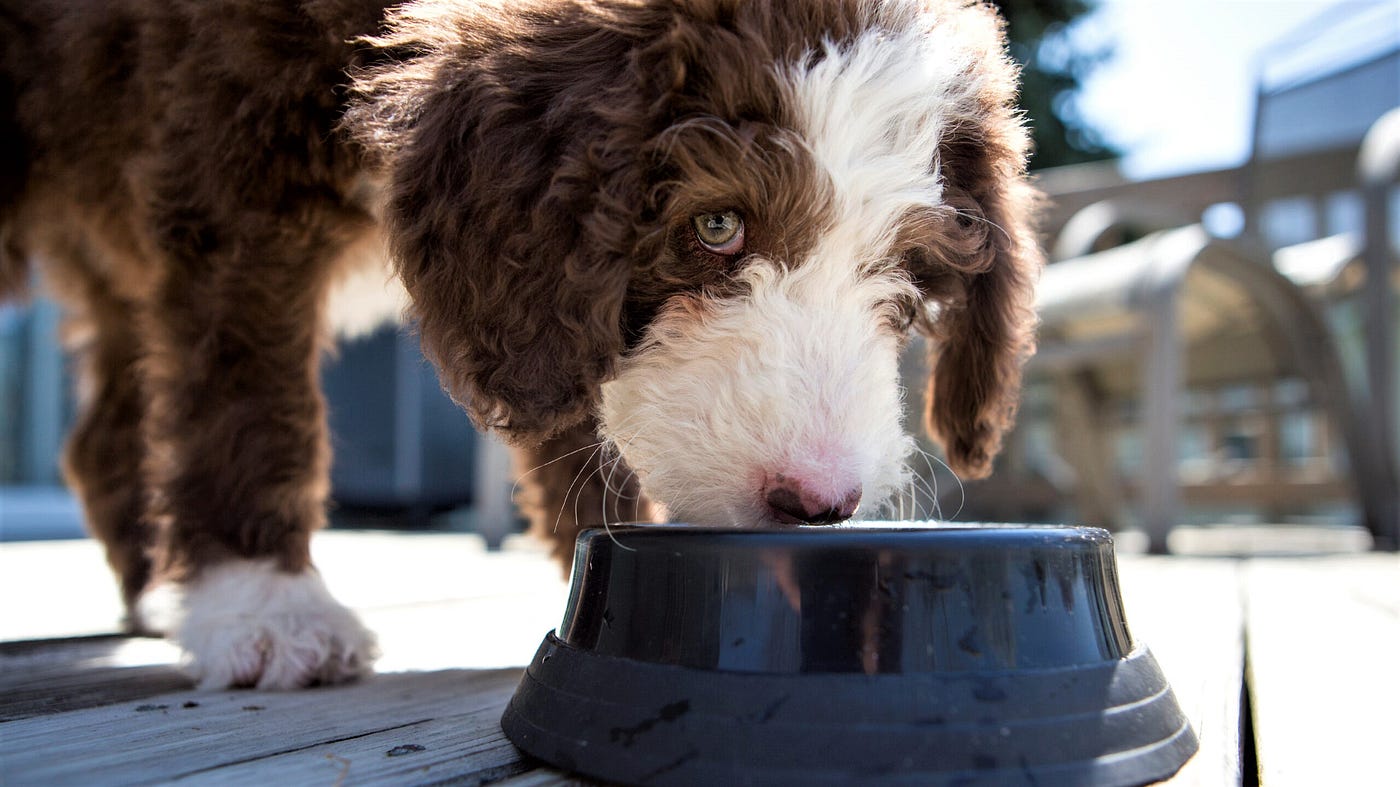 Can Dogs Have Vitamin Water: Safe Hydration Guide