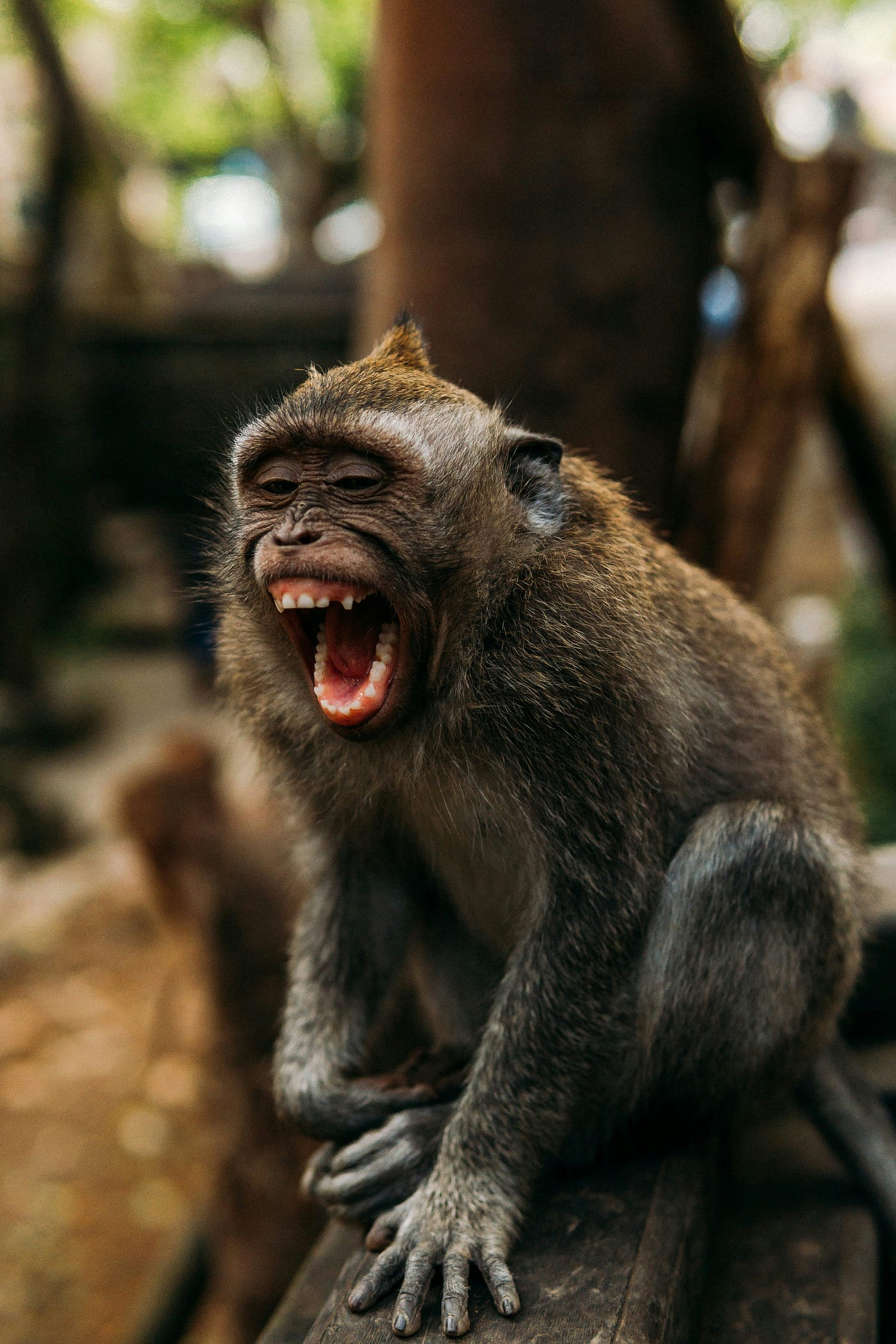 Managing The Monkey