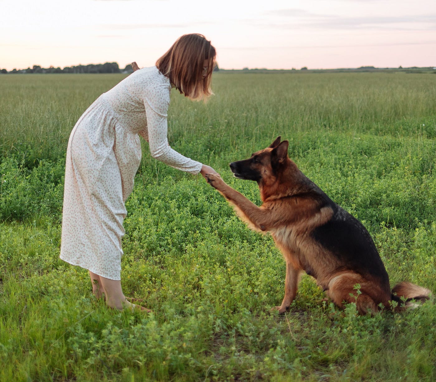 How to train my dog to protect the hot sale house