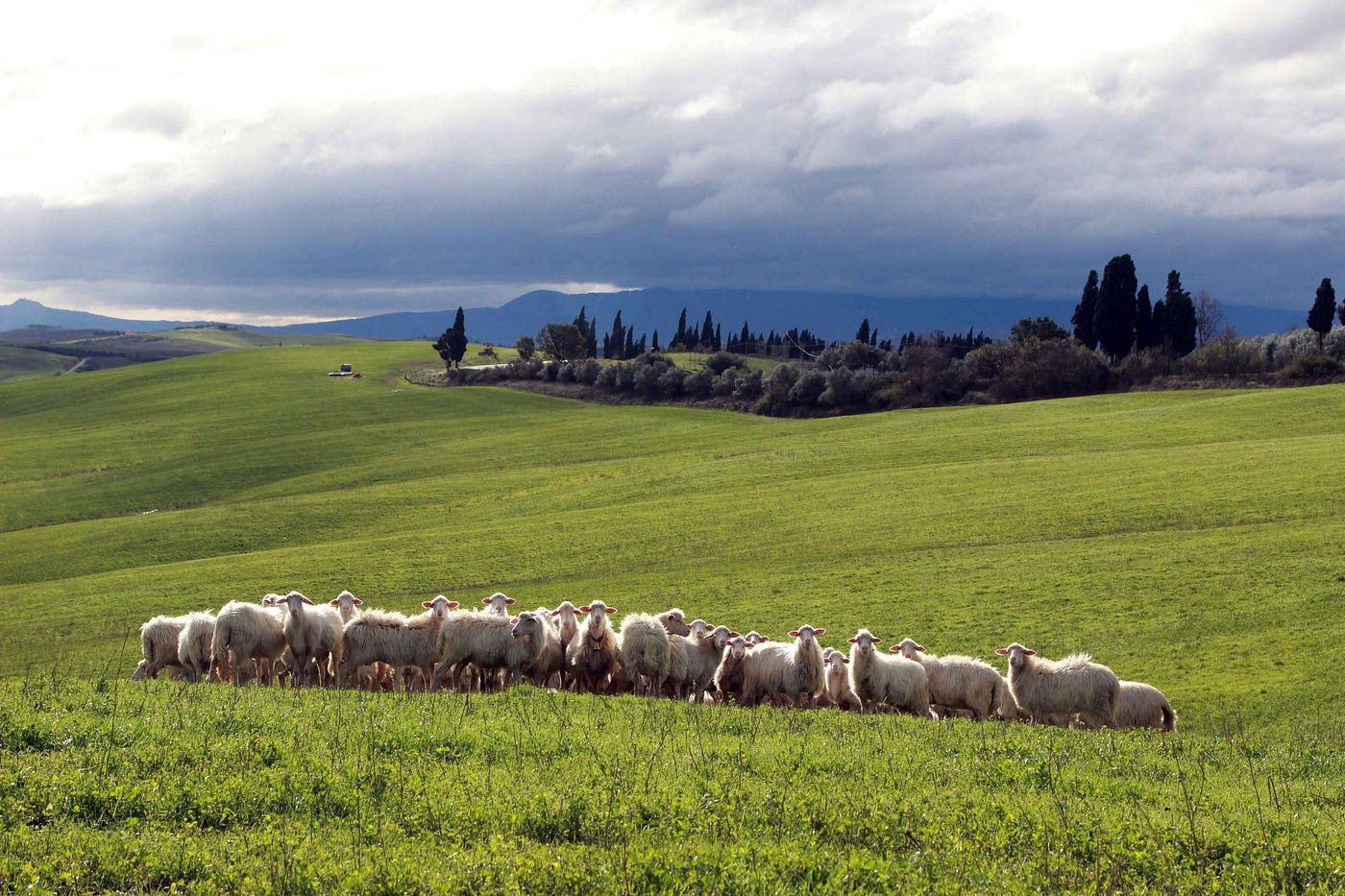 Sheep in Tuscany — Attribution P. Marasco