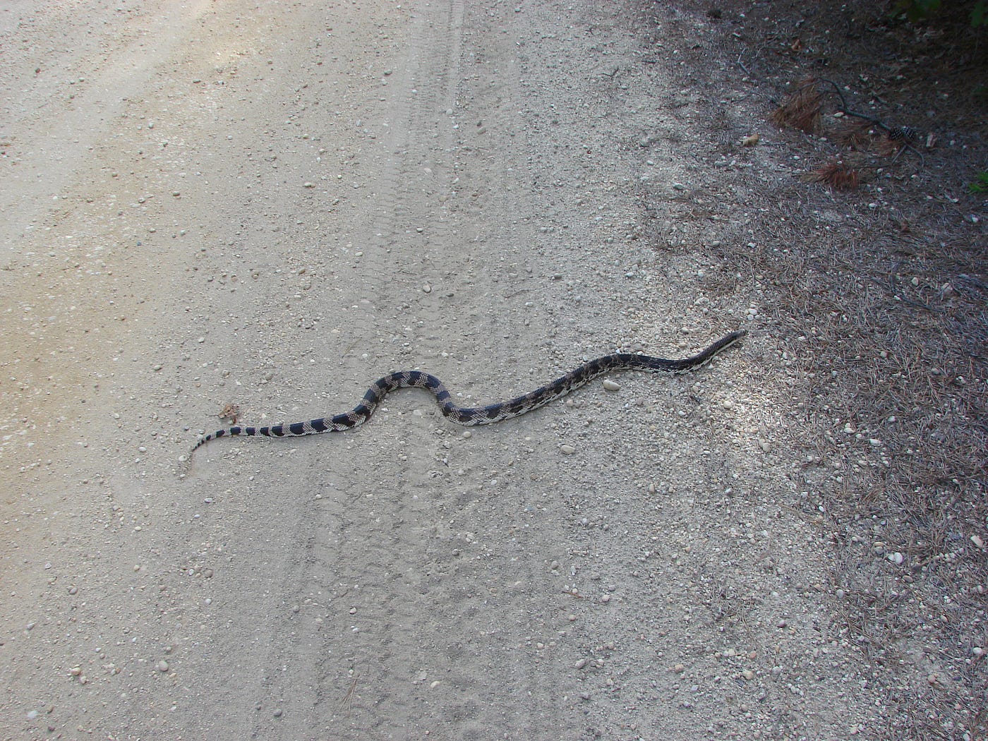 5 Terrifying Stories of Snakes Showing Up in People's Toilets​