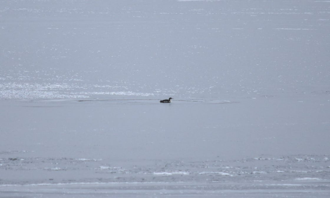 a juvenile common loon sits in a small opening of water on icy Cross Lake