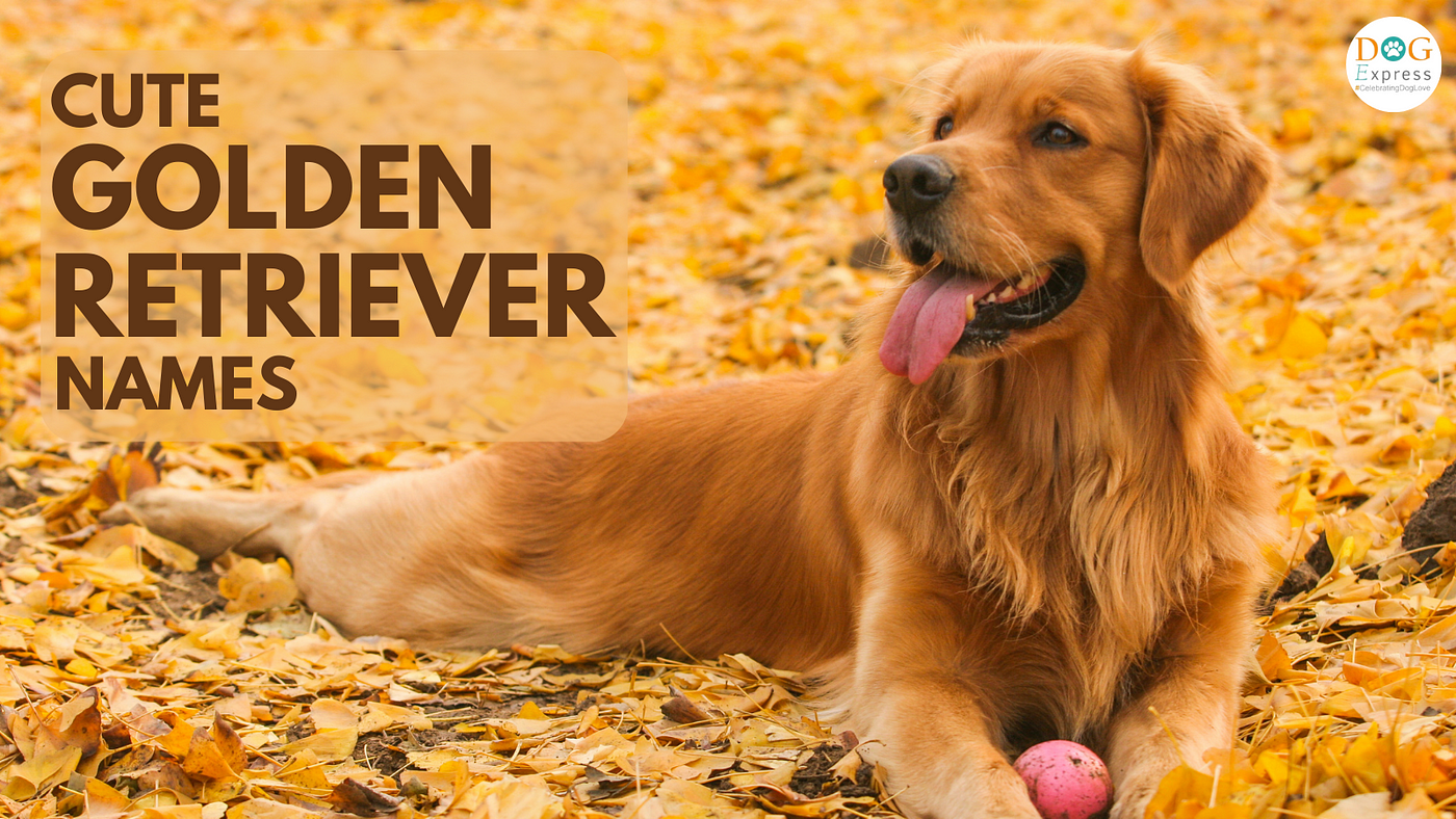 golden retriever names for boys