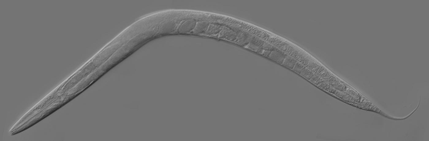 From Worm to Wisdom — C. Elegans Unlocks the Secrets of Superintelligence