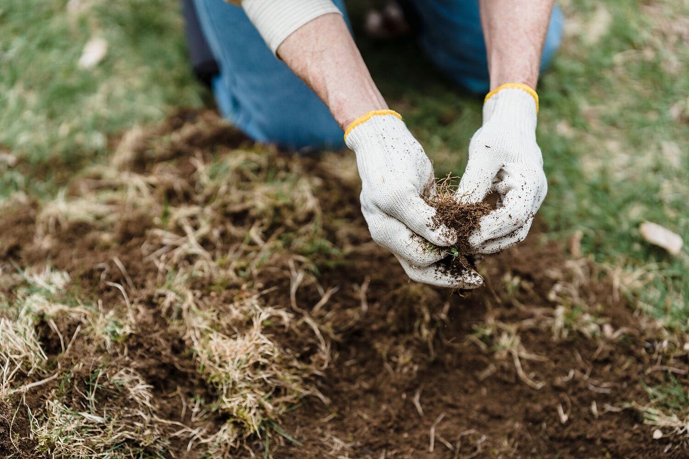 Is Chicken Manure Good Fertilizer? The Nutrient Data Says Yes