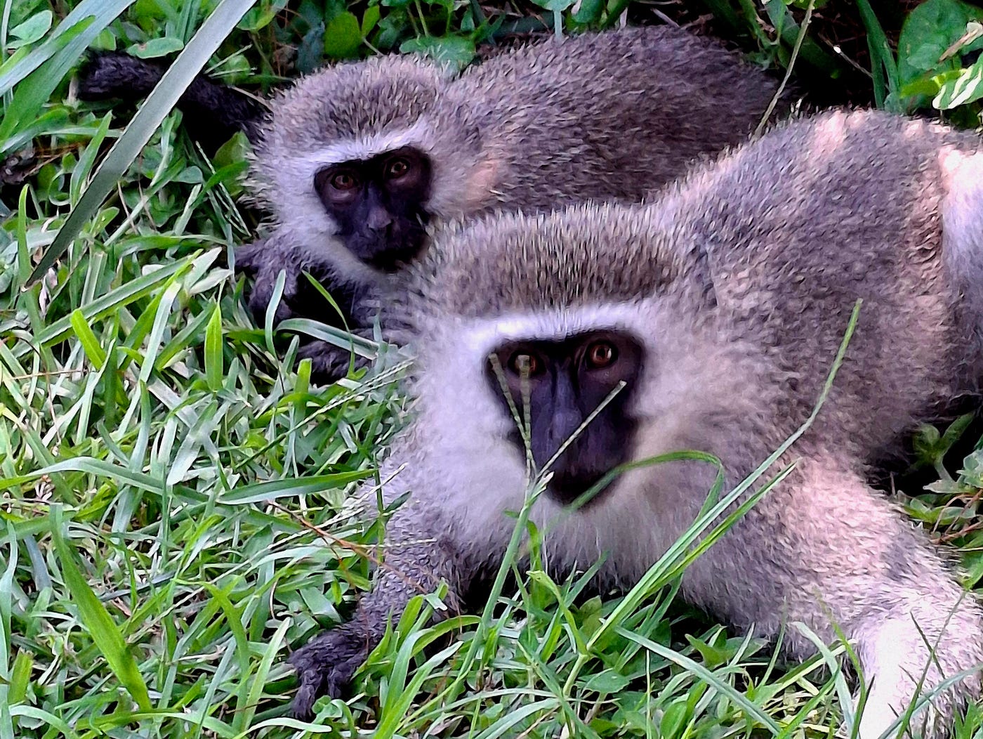 Vervet monkeys watch the kitchen door hoping they’ll be able to monkey in.