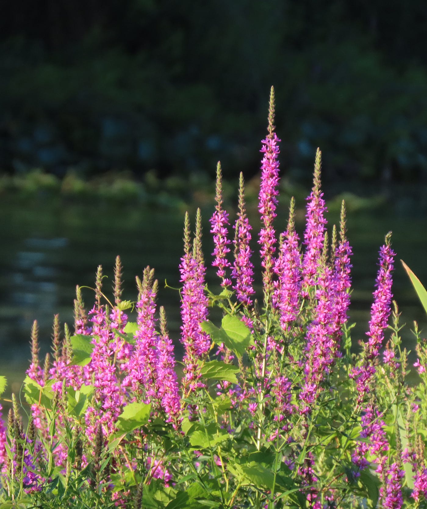 The Lovely Purple Loosestrife. The View from Here 81625 | by Dawn Ulmer |  Ride the Wave | Medium