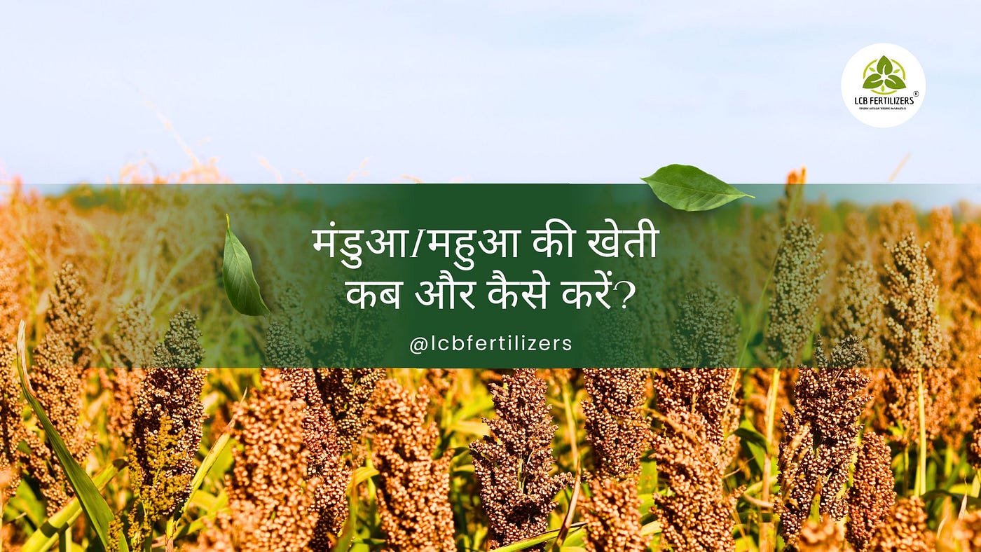 Mandua ki kheti kab aurमंडुआ/महुआ की खेती कब और कैसे करें?