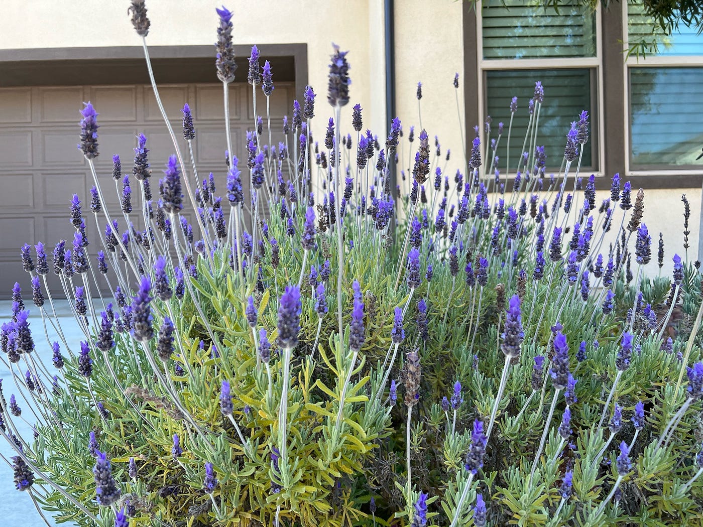 Lavenders. The scent of lavender lingers long | by Dr. Seema Patel (PhD)  | The Daily Cuppa | Medium