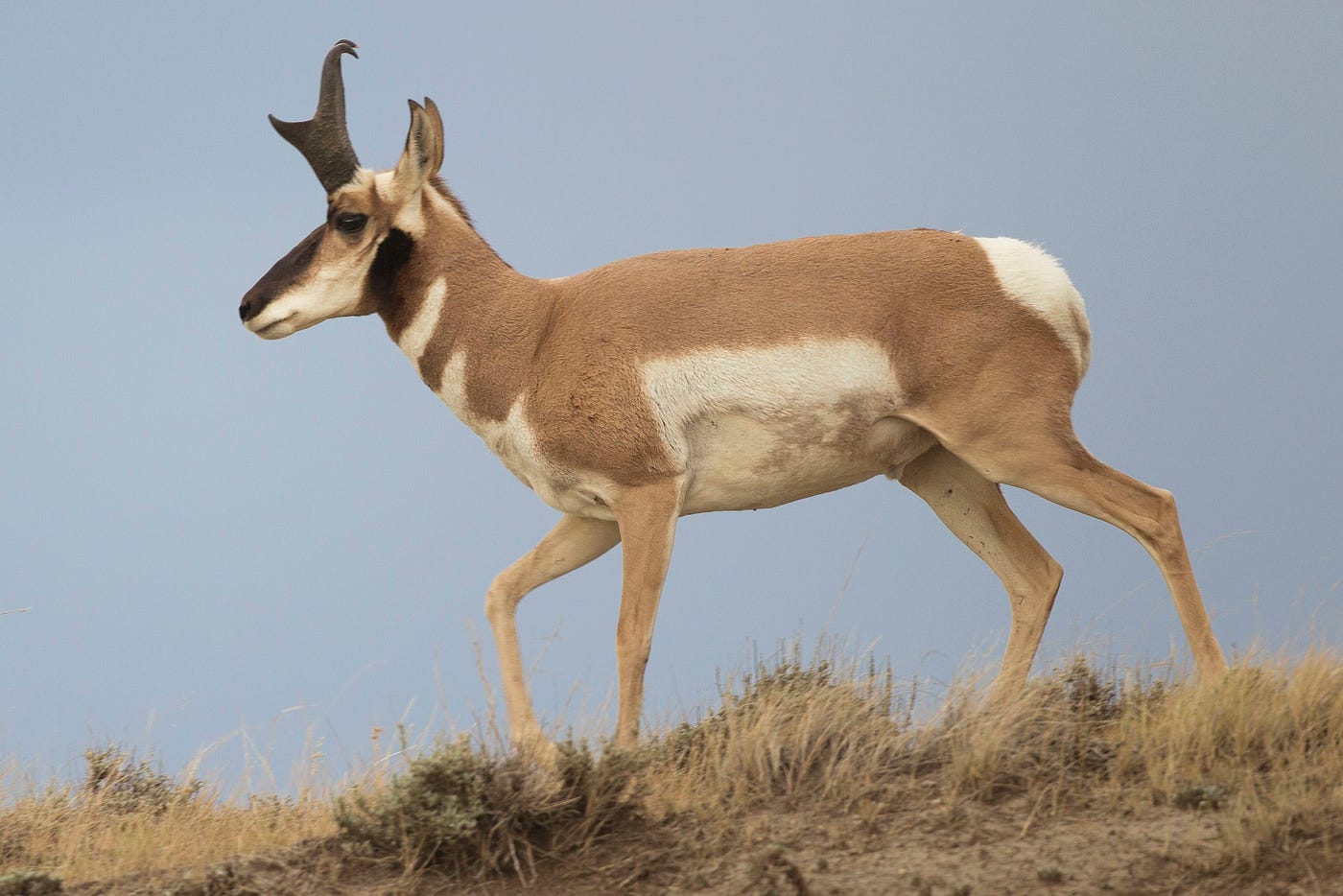An adult male pronghorn shows off his fancy headgear. (Credit: Yathin S Krishnappa / CC BY-SA 3.0)