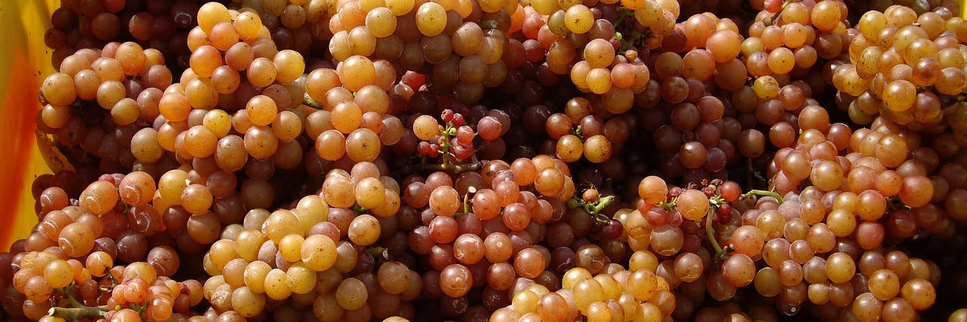 Gewürztraminer | Ph: Robert Pitkin