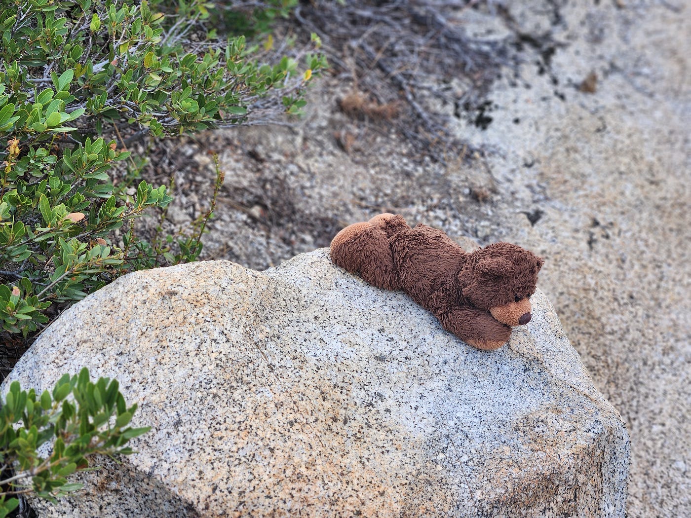 Does the Bear Belong