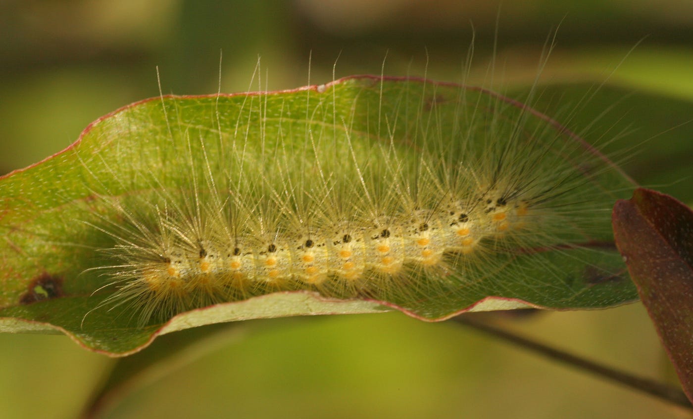 The fall webworm is a moth found from Mexico to Canada. Photo: Alison Hunter.