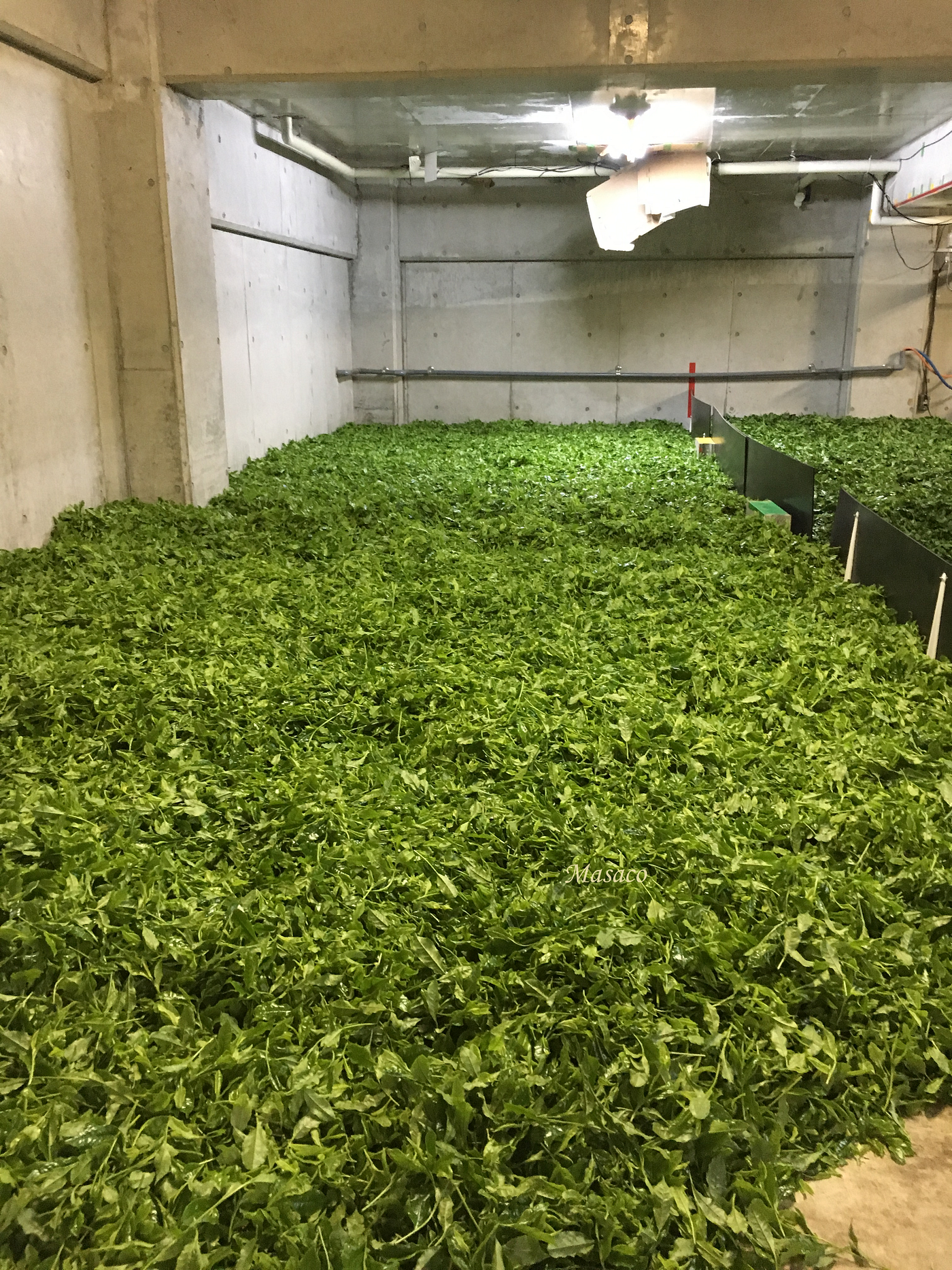 How Tencha(ingredient of Matcha) is made after plucking?