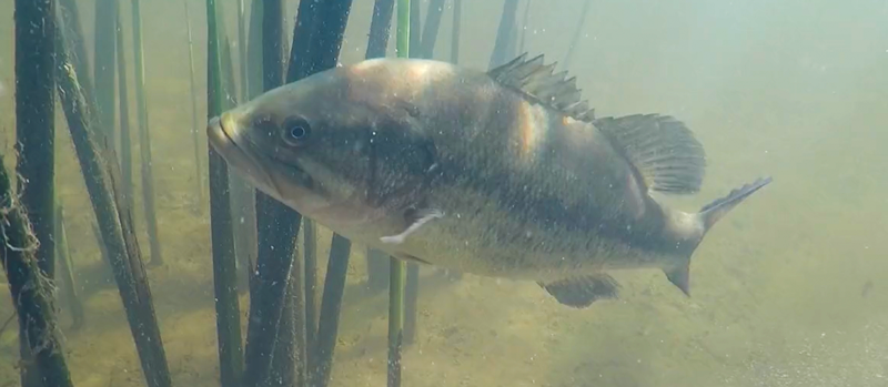 Dropping Clams For Big Bass - On The Water