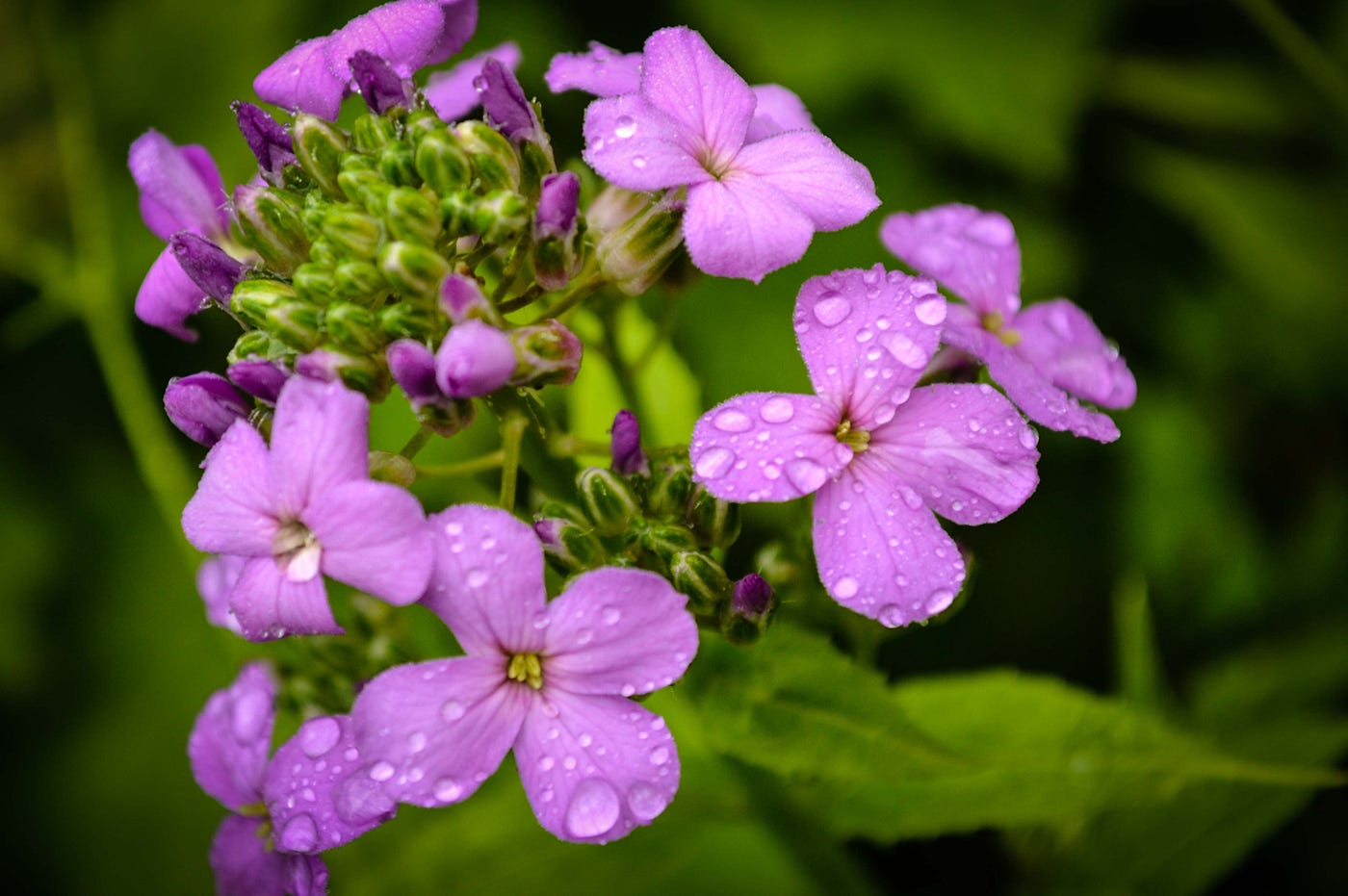What Is a Wildflower?. Wildflowers are a welcoming lot — and… | by