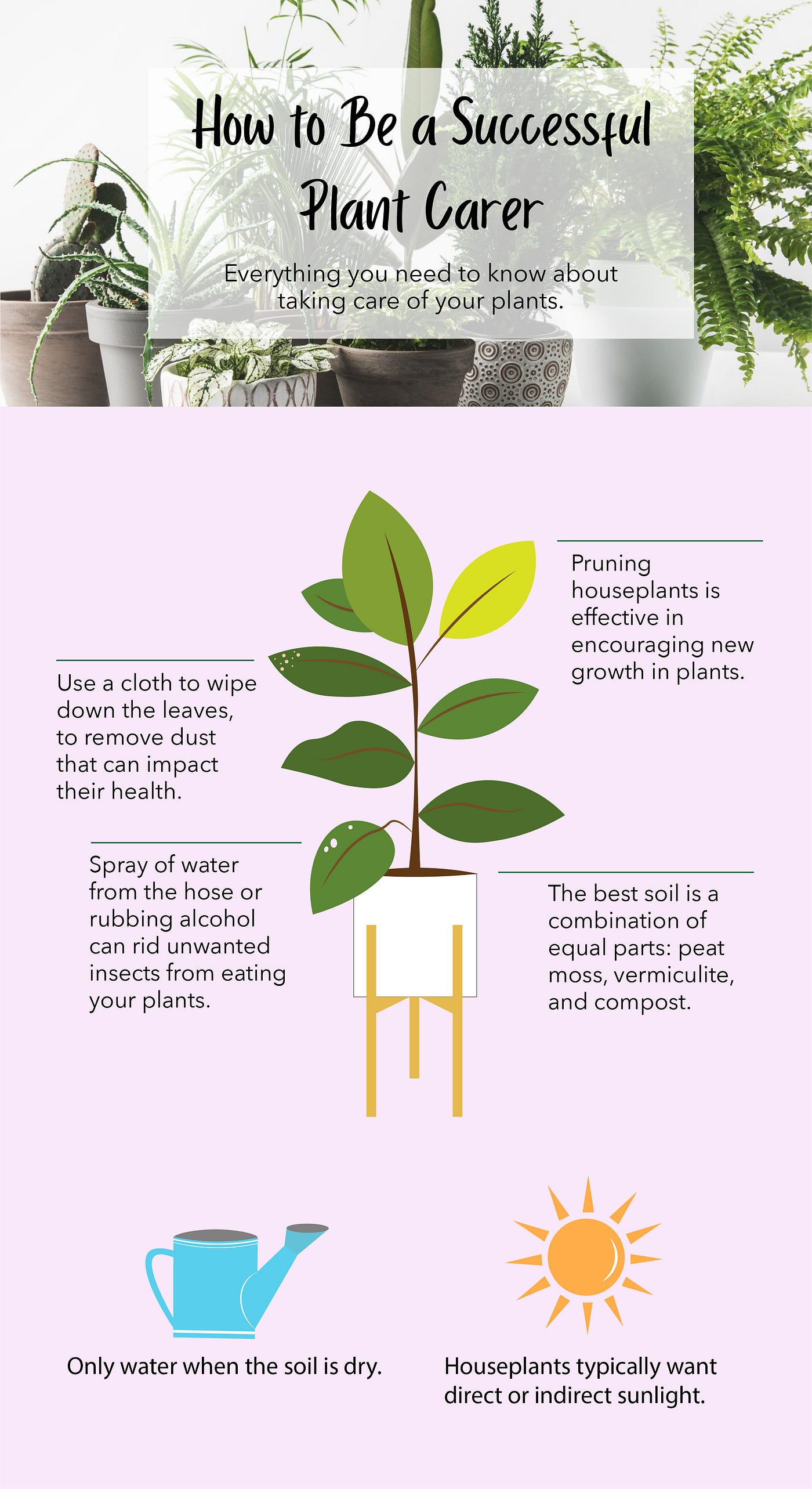 How to Be a Successful Plant Carer | by Molly Douglas | Medium