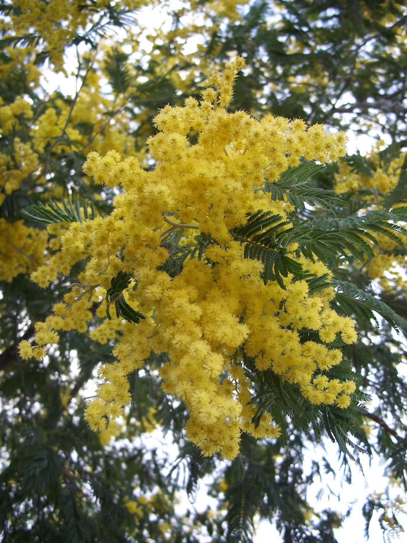 Eugene Zelenko, Wikimedia CC Acacia_dealbata