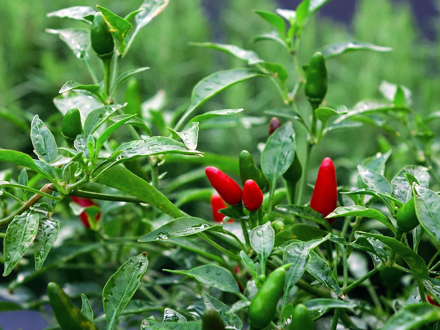 Birds Eye chili or Thai Chili! Why has it's become so expensive? | by  Twayyubmohammed | Medium