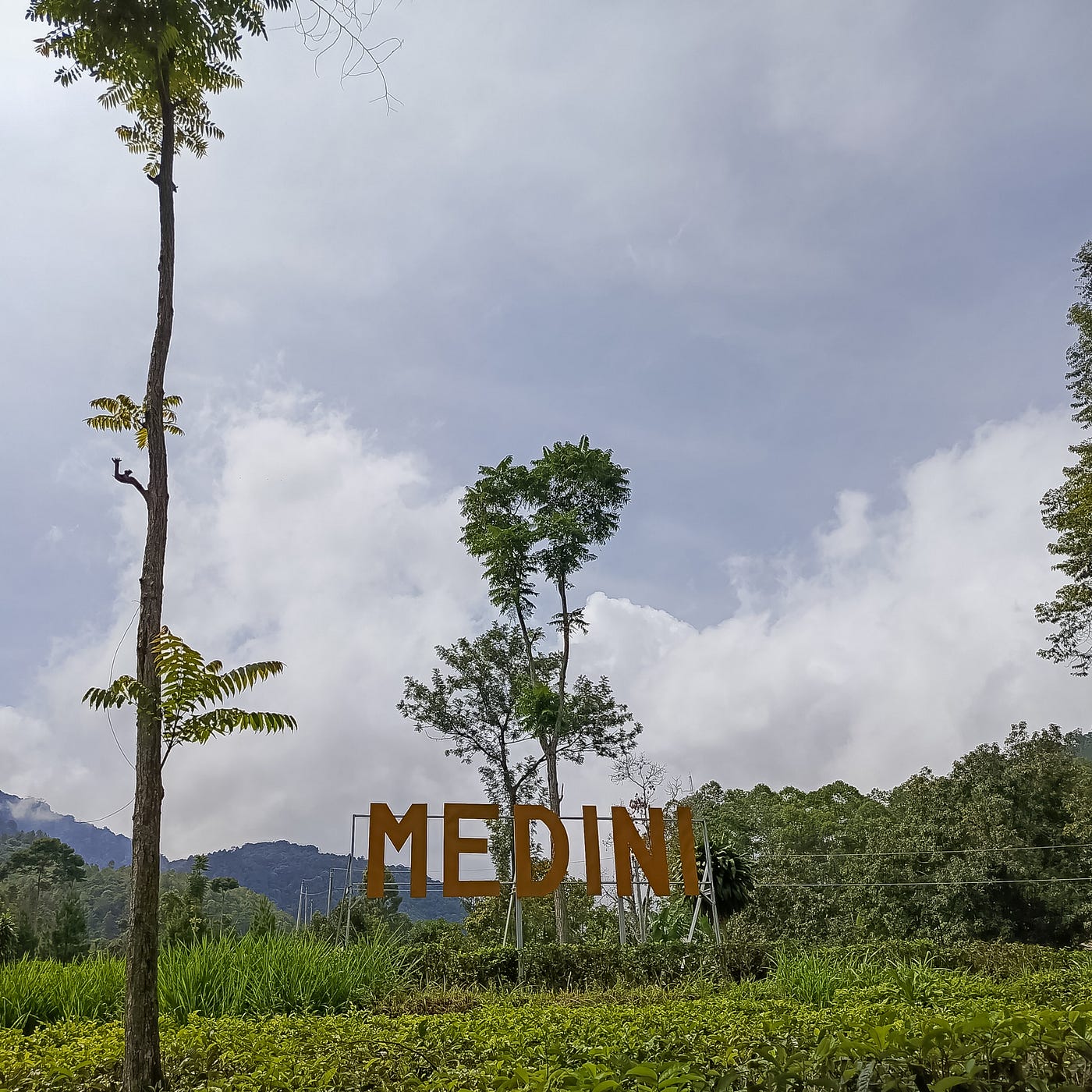 Keindahan Permadani Hijau dari Kebun Teh Medini