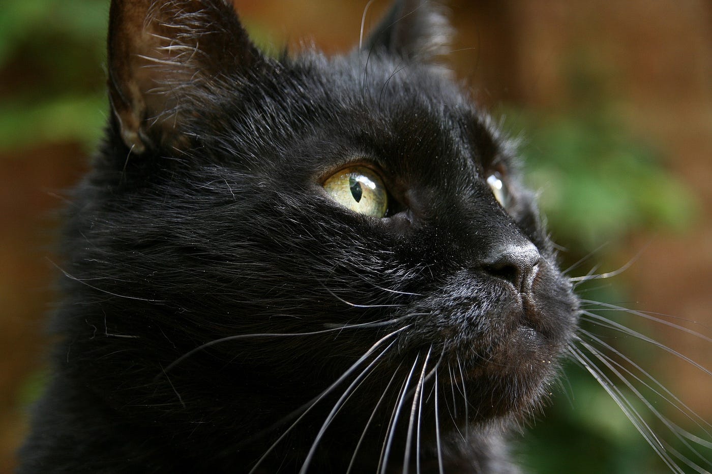 Черная кошка россия. Бирманская кошка черная. Морда черного кота. Черная Кошачья морда. Кошачья мордочка черная.