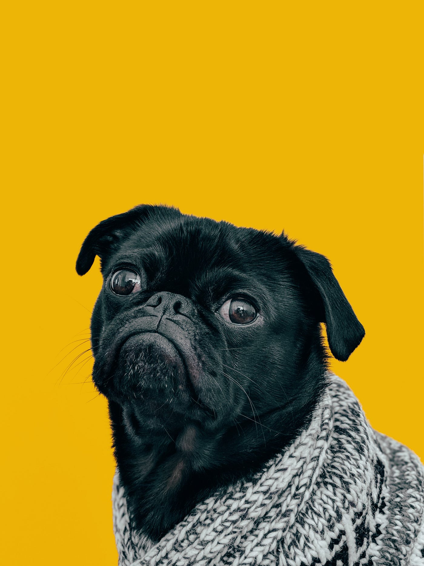 Keep your dog out of my office. Who thought that dogs in an office were… |  by Calvin Benton | Medium