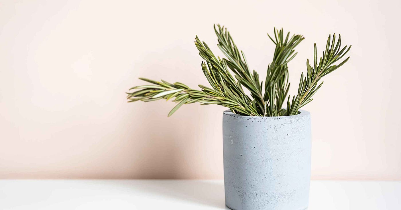 Can You Take Plants on a Plane? Traveling with Houseplants | by Veronica  Hanson | Medium